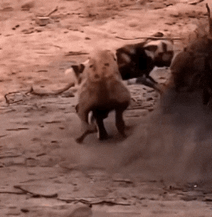 鬣狗也有今天了，
面对着野狗群，
先保护好自己。