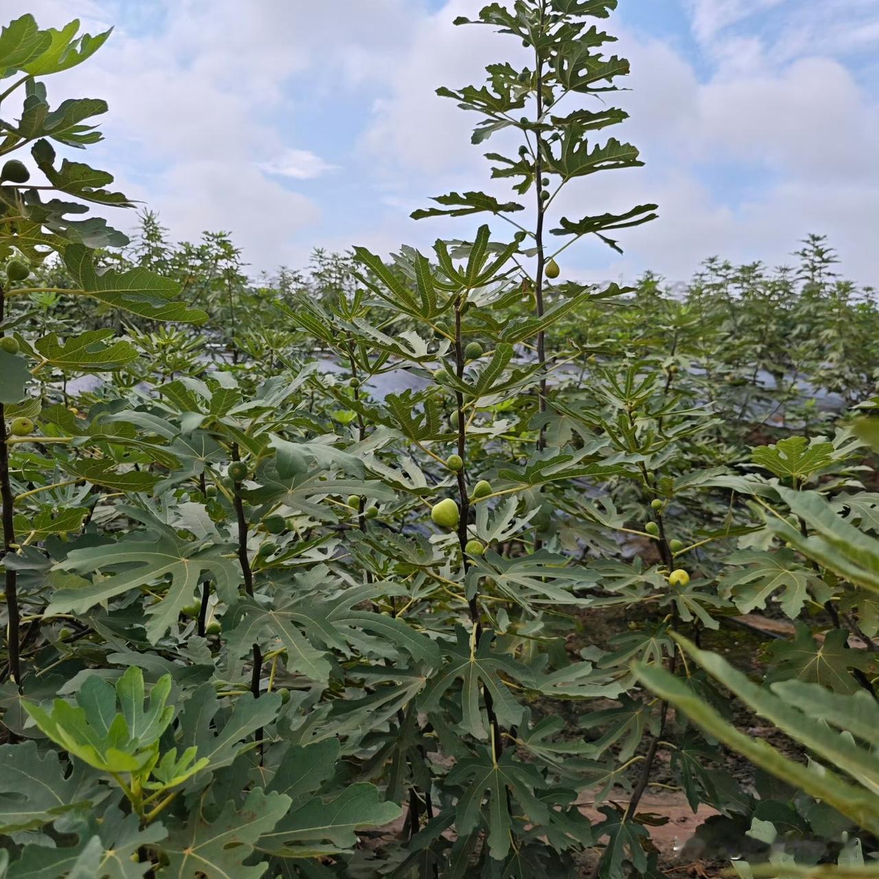 无花果树枝叶繁茂，一颗颗青果在枝头悄然生长，在这片果园里，藏着盛夏的清甜与时光的