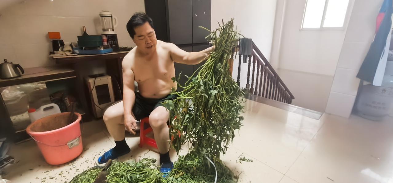 你知道为什么农村养的猪肉特别鲜红特别好吃吗？都是煮红薯藤等蔬菜来喂的