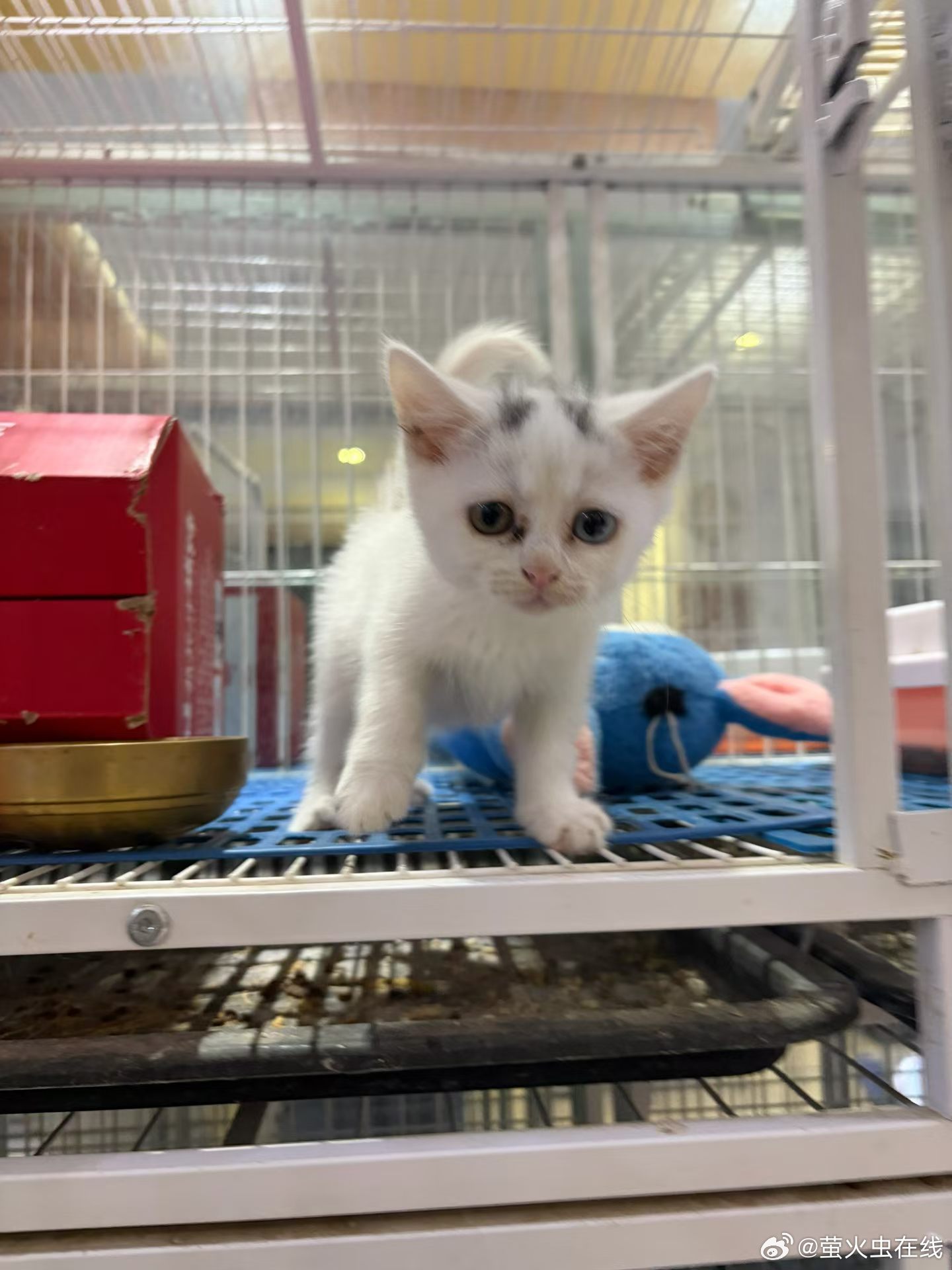 萤火乐园[超话]萌宠图鉴  阿猫🐱阿狗🐶 ​​​