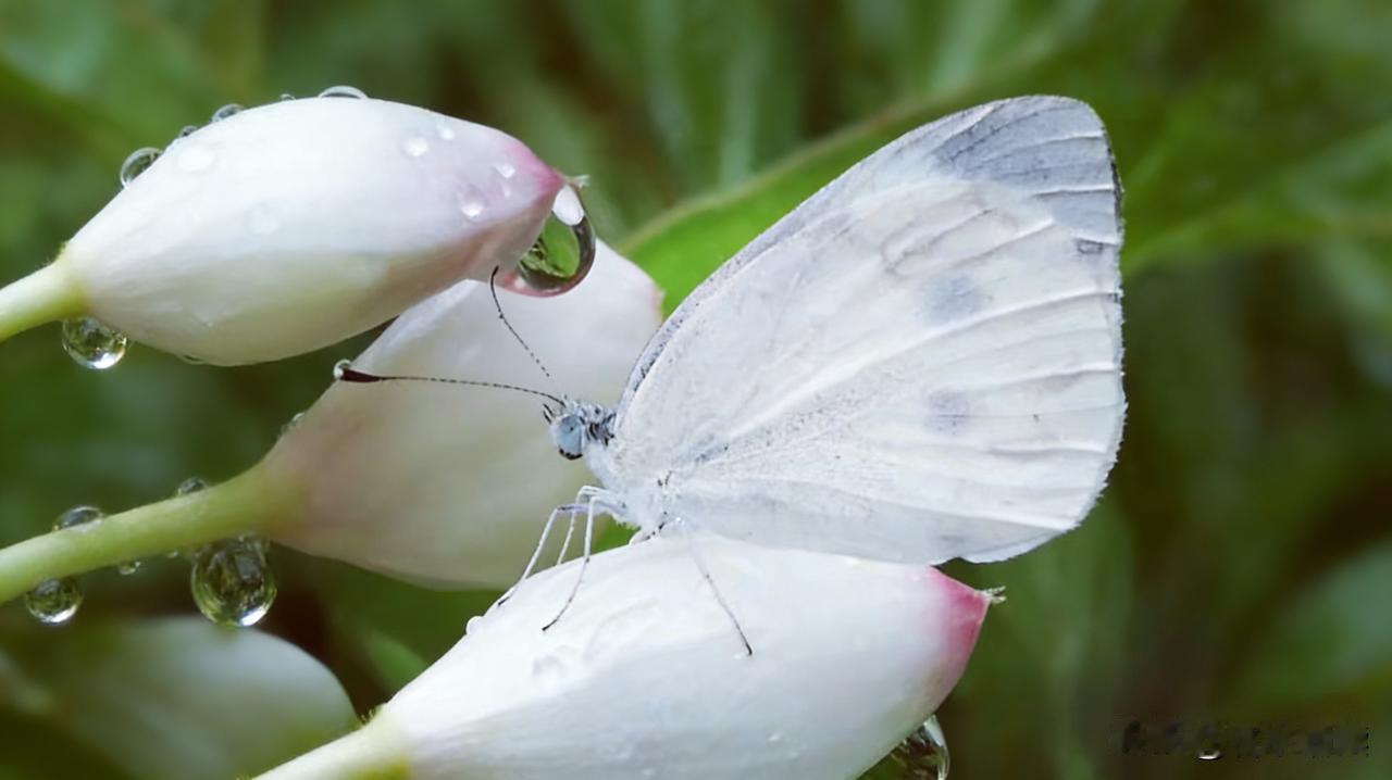 微距拍摄，偶遇白色小仙女。立刻定格画面。
不知她是在休息还是在喝水，我镜头挨的那