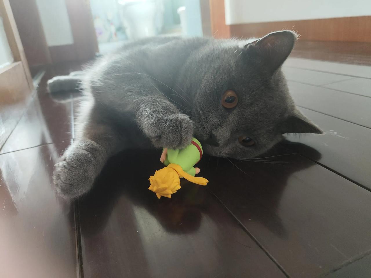 这只小蓝猫，是2023年4月1日，到我们家的，虽然经历了小时候挠人，长大了乱撒尿