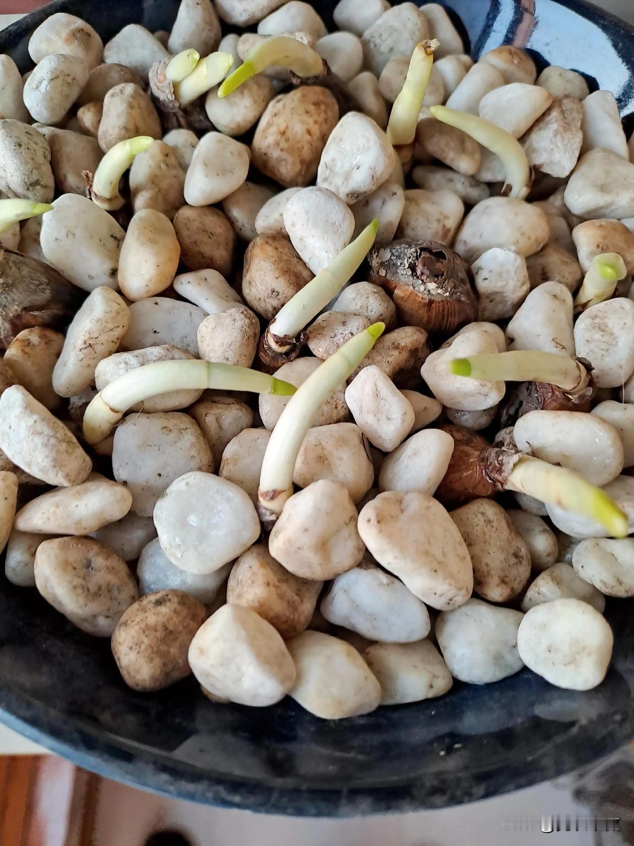 晒图笔记大赛买了12颗水仙，今天收到货，按照卖家的方法，水培。看看它多久开花。