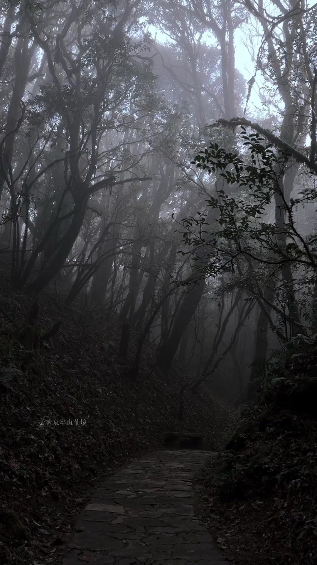 🌫️穿行在哀牢山的秘境里，雾气缠绕着漫山绿意，脚下的小径隐在林间深处，连风都裹