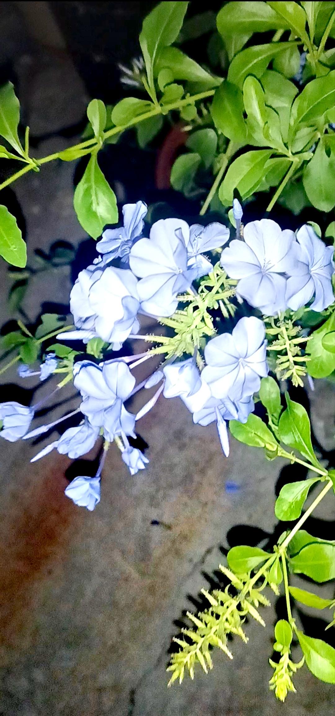 蓝雪花绽放，如碎冰凝露，淡蓝花瓣在绿叶间轻舞，静谧中透出清雅诗意，仿佛将夏日的温