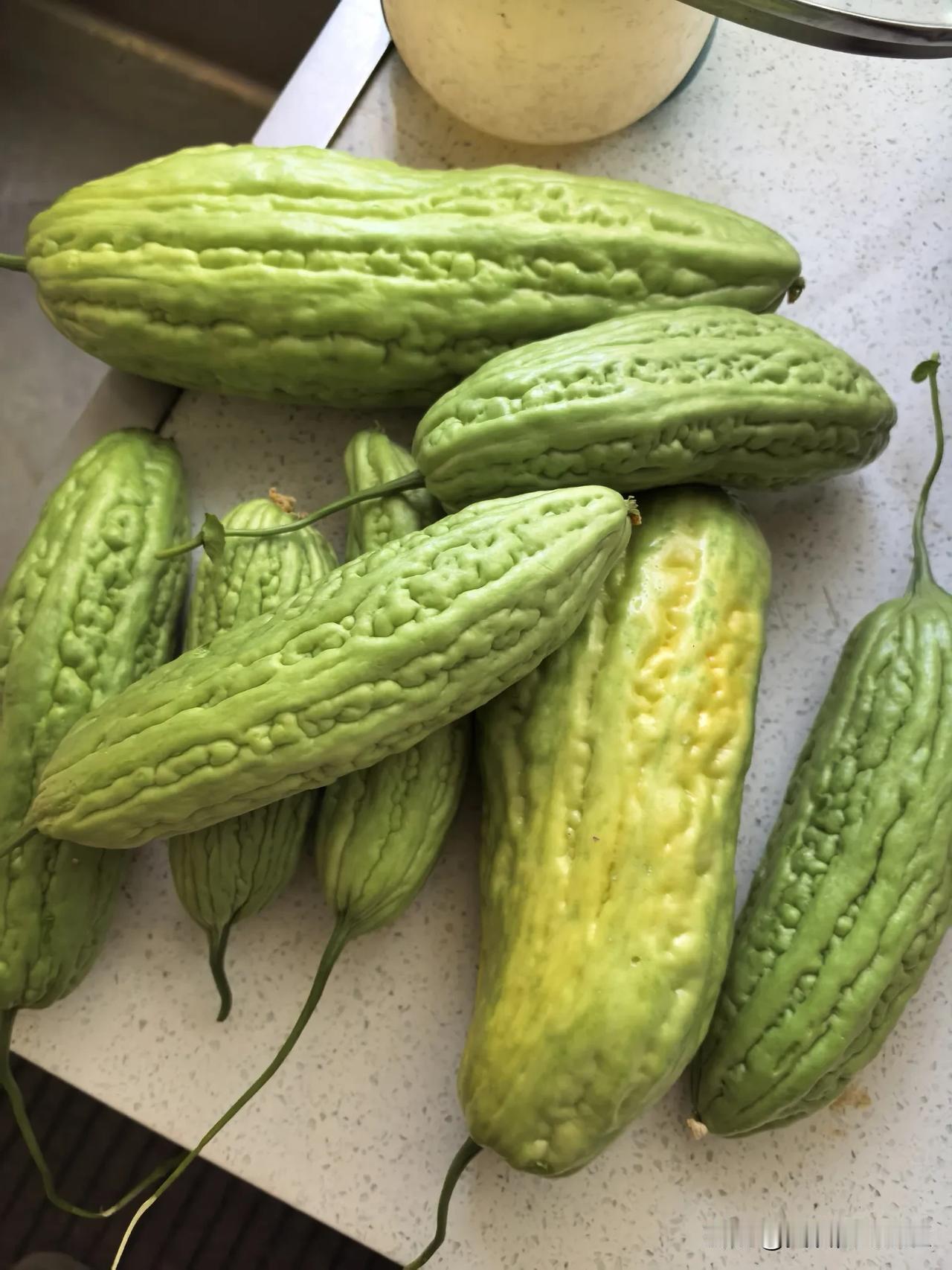 老家的两棵苦瓜丰收了！前天回老家了一趟，一次收获8个苦瓜。

苦瓜富含维生素C、