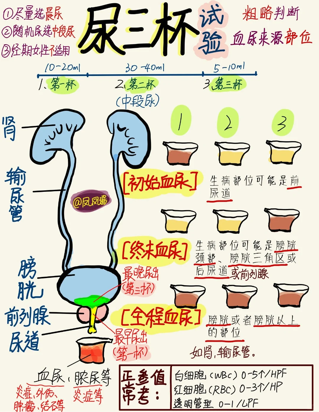 📖医学生笔记 | 尿三杯 建议点赞收藏