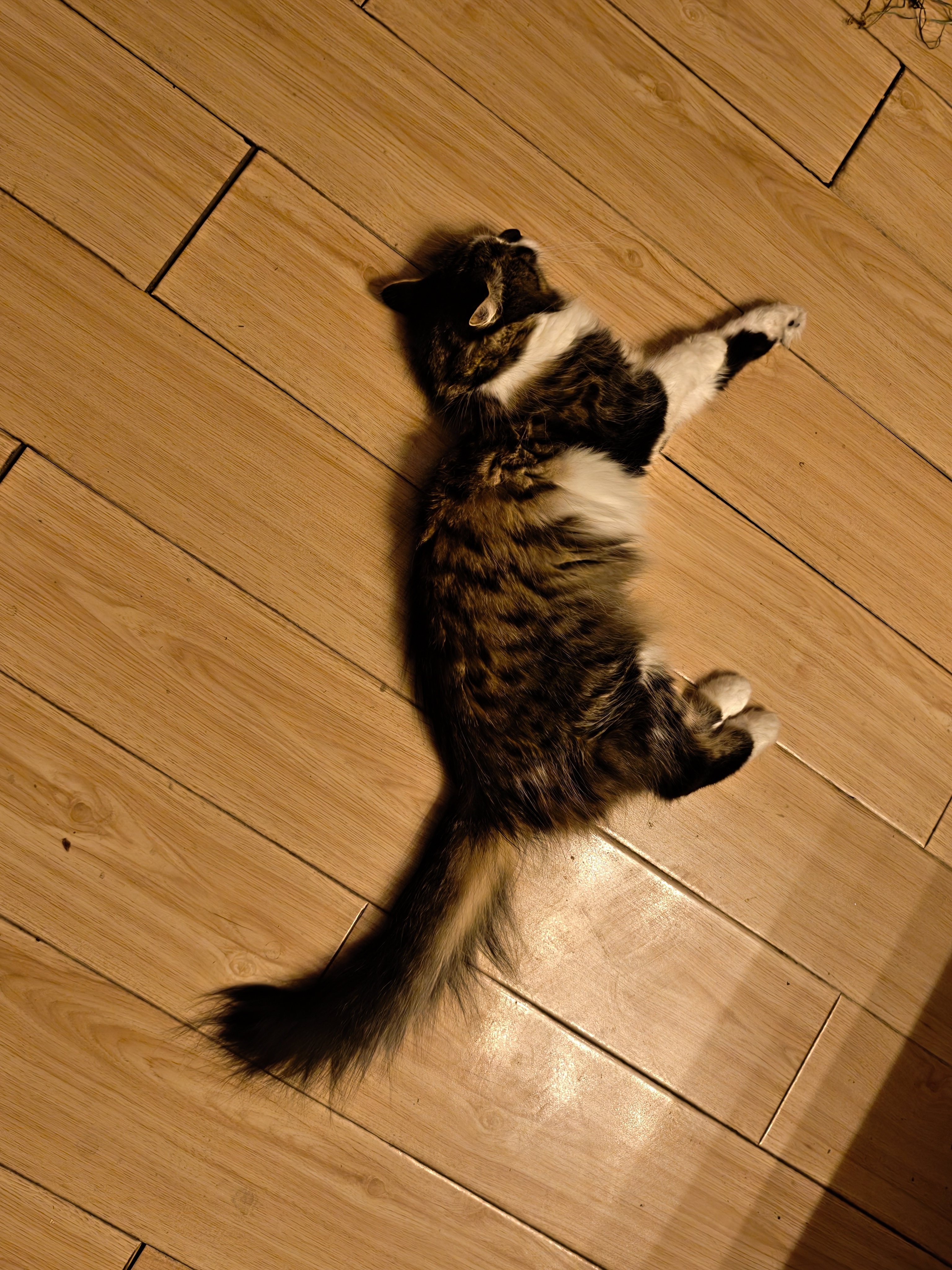 球球猫正在降温 