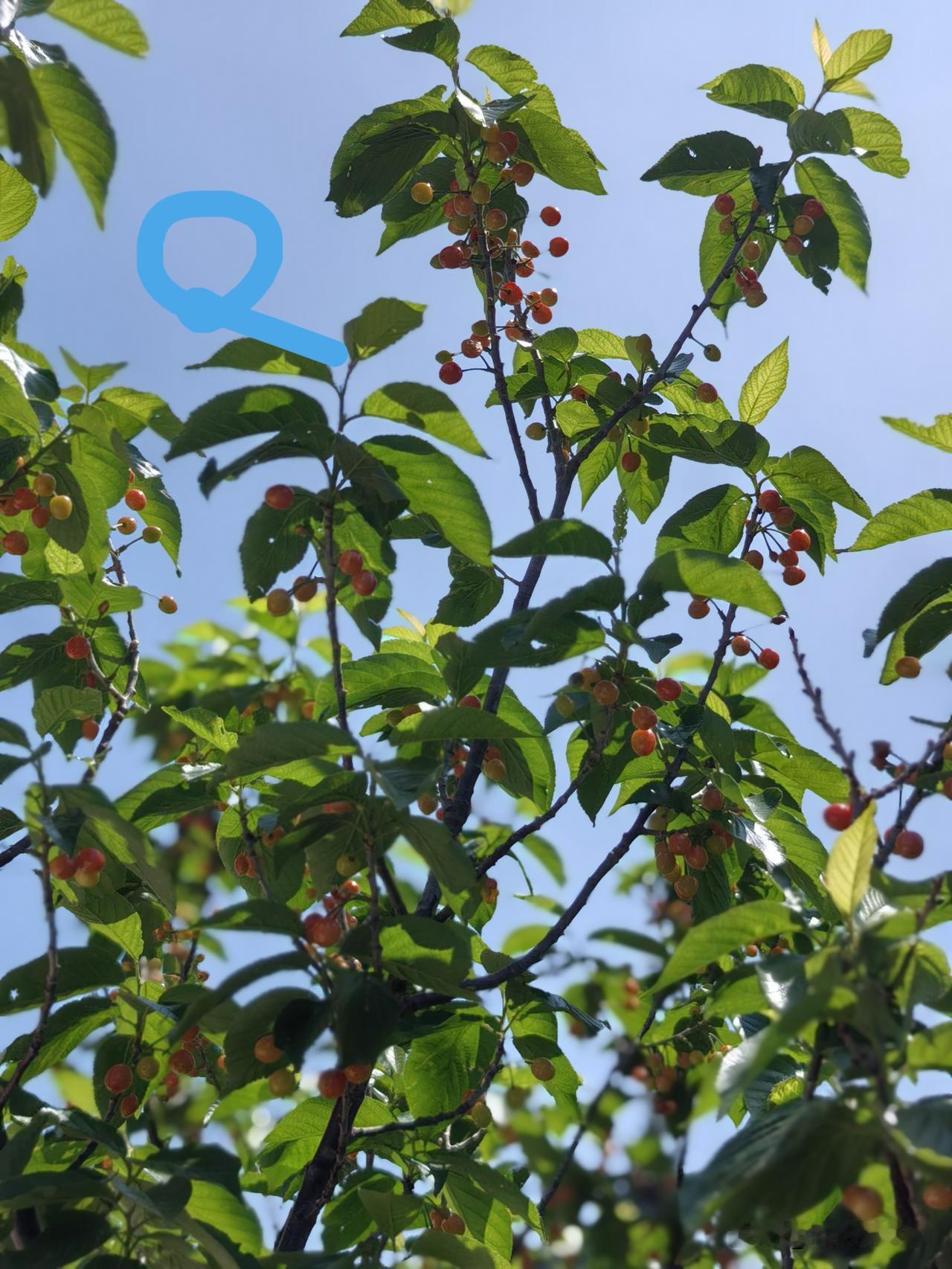 在草木灰上直接种果树怎么样?
可以，我这样栽过。

不可以，草木灰不可太厚，我也