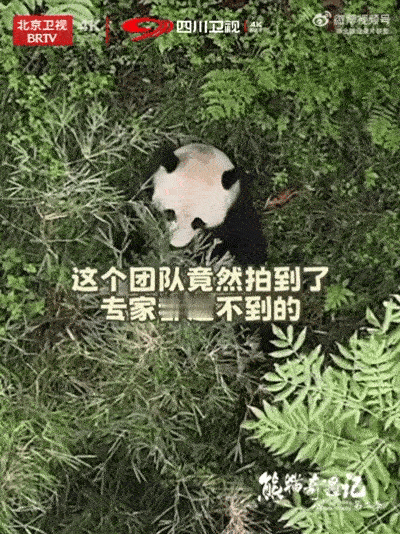 第一次见这么幸运的节目组 谁懂啊！《熊猫奇遇记》第二季在卧龙原始森林解锁野生大熊