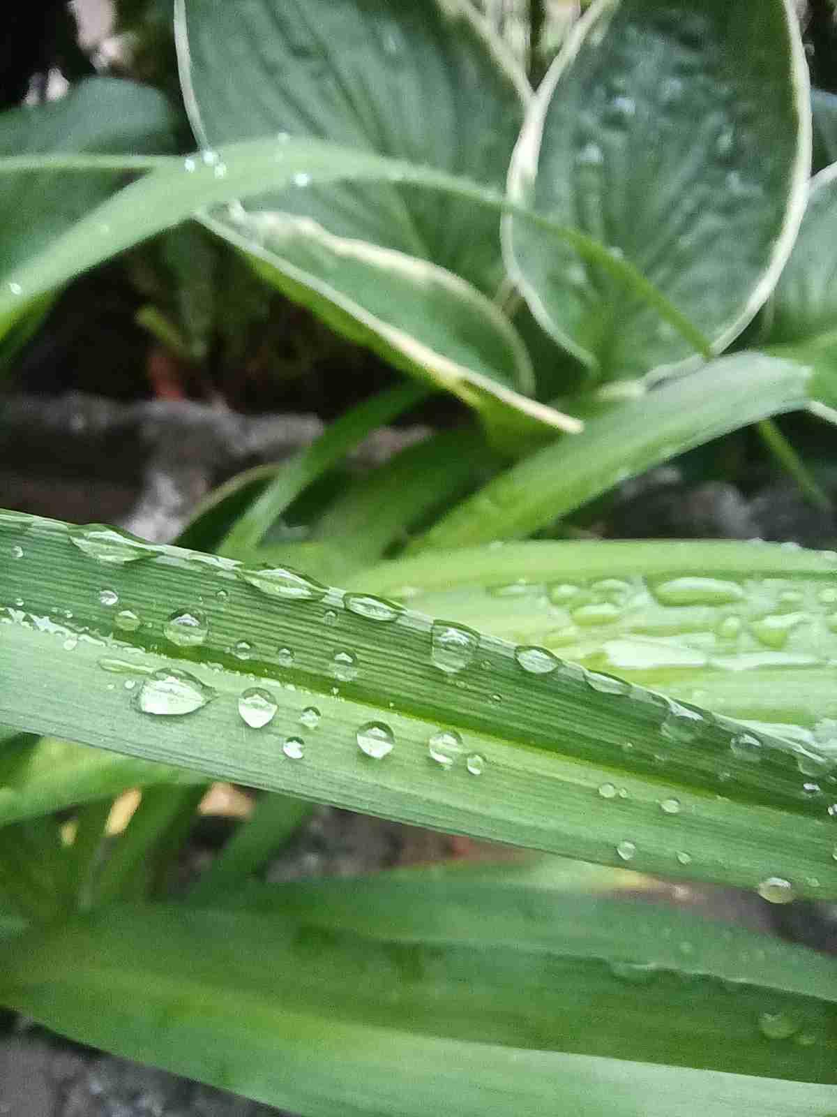 今天是5月19日，星期二，我们这里阴天，最高气温零上20度，最低气温零上15度，