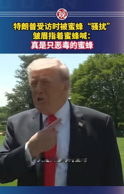 谁能想到，纵横政坛的特朗普，居然栽在了一只巴掌大的小蜜蜂手里？这段户外采访的画面