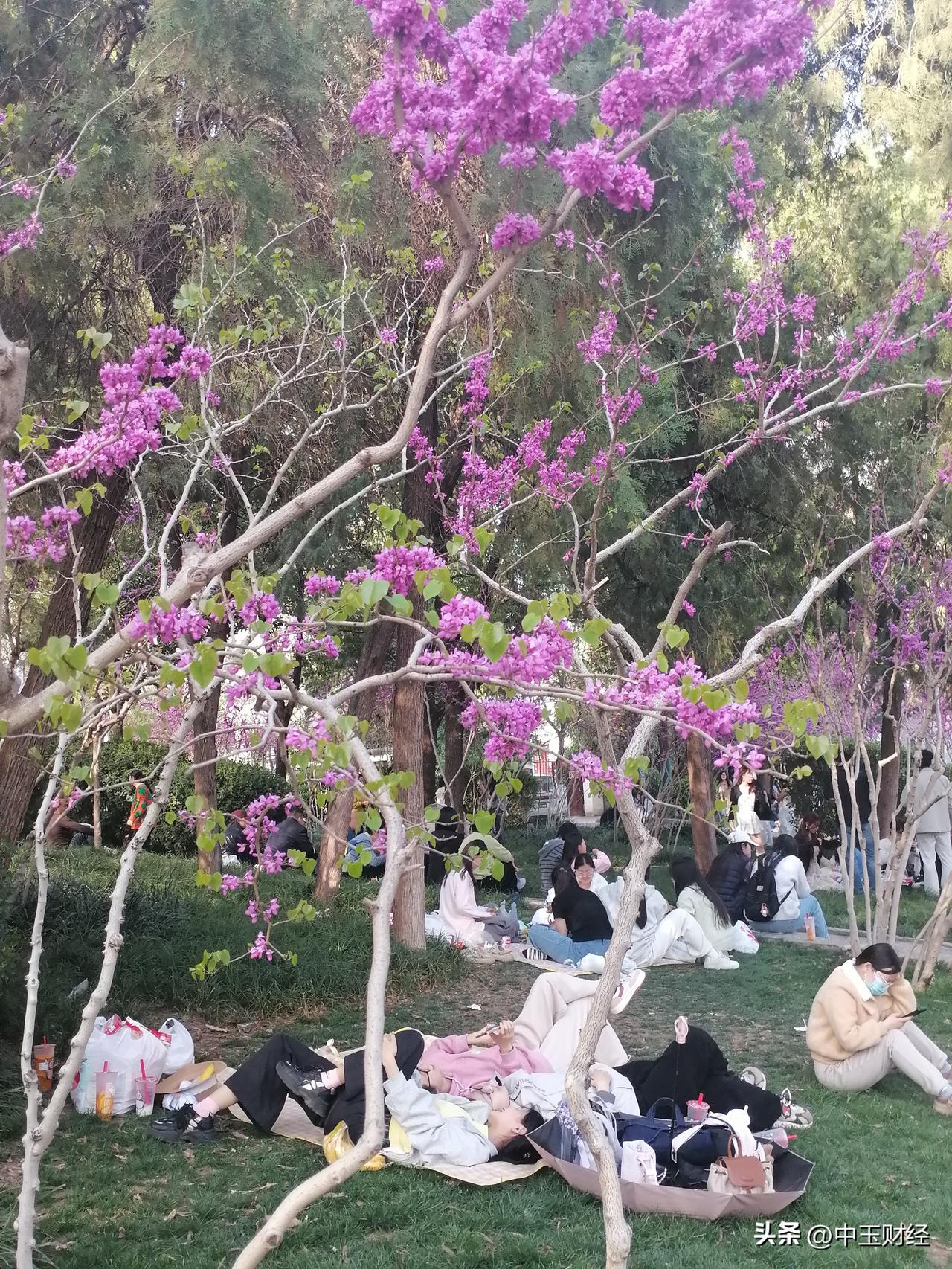 晒出你的本地生活这个场面是不是很震撼？公园比较大，转起来大家都比较累，看看树底下