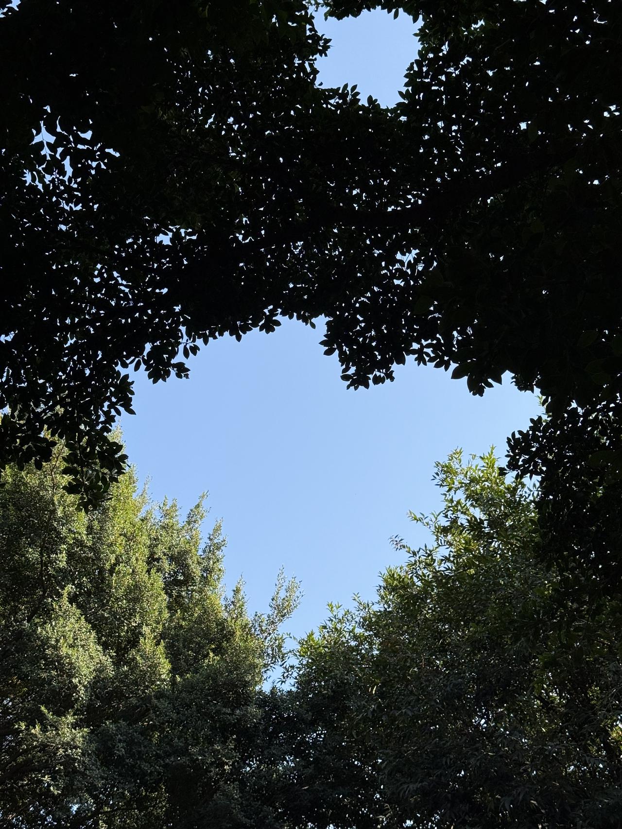 今天放假回来头一天上班，学校最大的新闻就是两个年轻的外教结婚了，女外教是美国人，