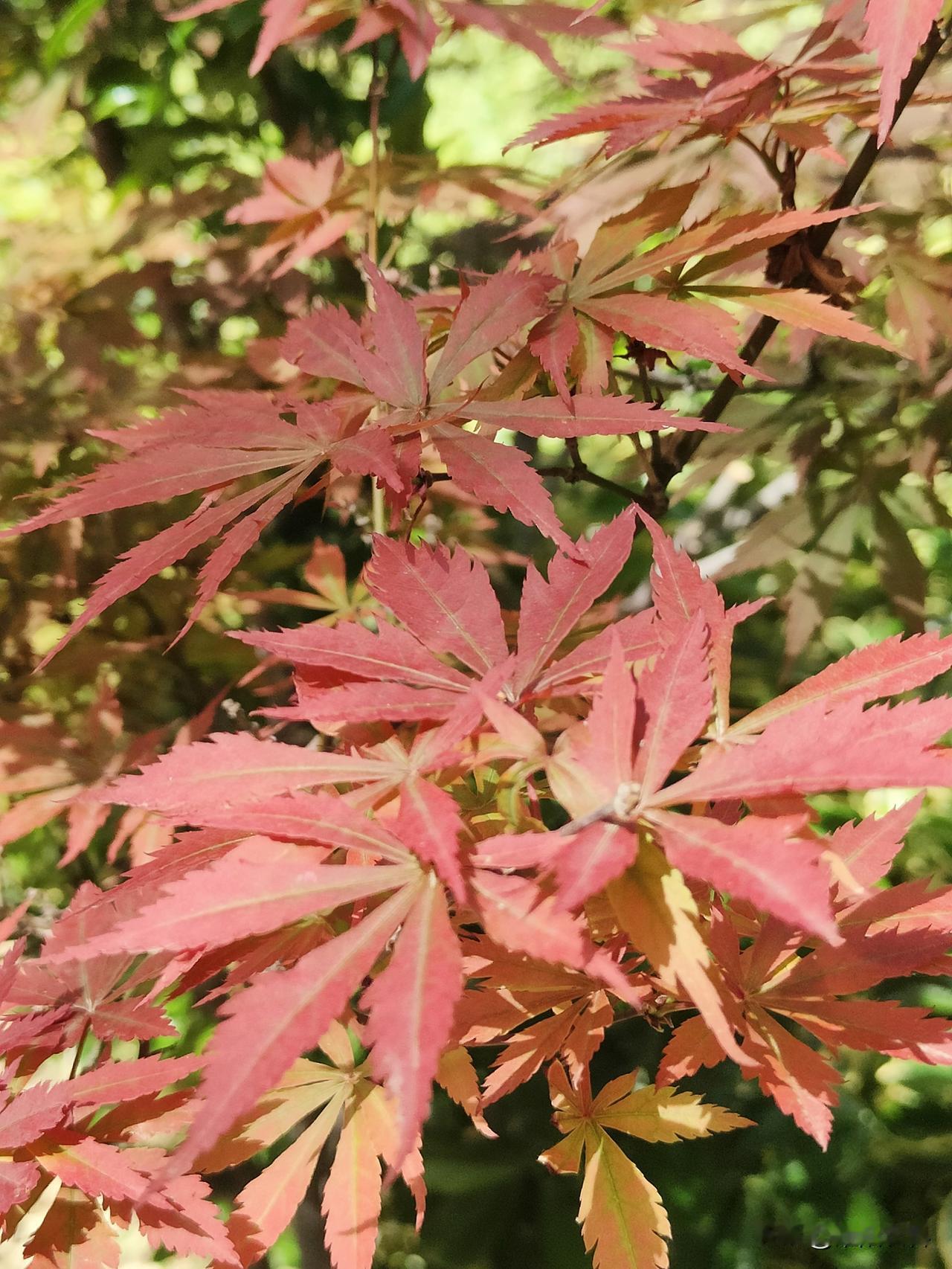 春日生活打卡季随着鲜花开放陆续结束，红枫树也长出了鲜红的叶片，像鸡爪一样，即使是