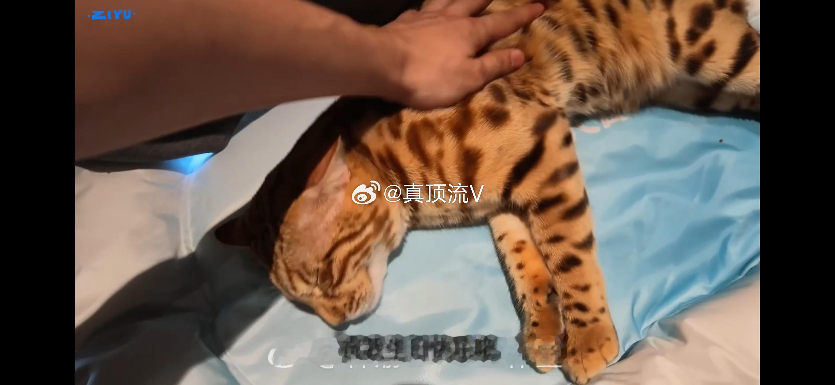 梓渝让猫祝他生日快乐，猫都没搭理他！梓渝生日VLOG