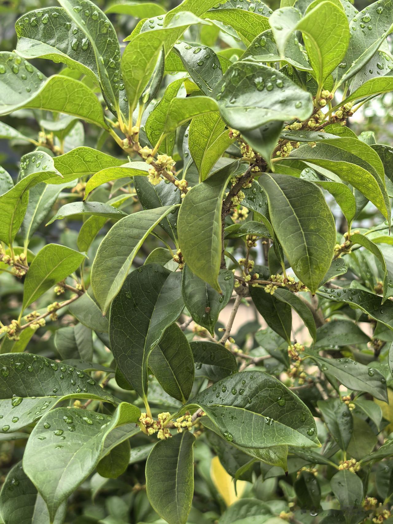 我家小区里，我印象最深的是樱花树，其实桂花树数量也不少。
 
我家楼下两株樱花树
