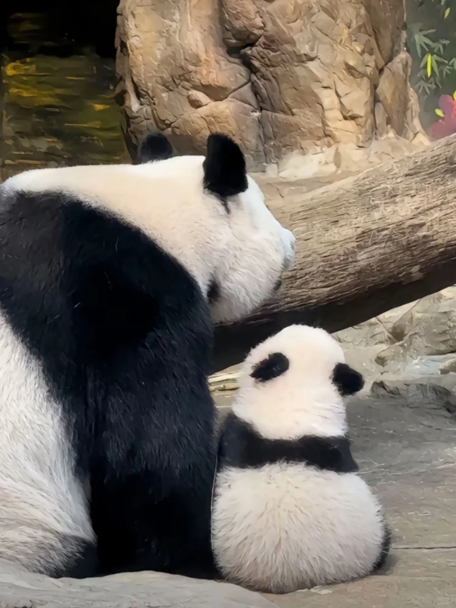 妹猪贴贴，岁月静好~❤❤❤