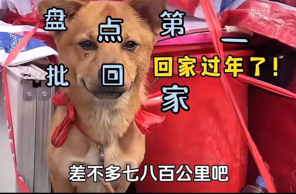 猫狗开启春运铁腚模式 看着这些小家伙从兴奋到呆滞的表情变化，真是又好笑又心疼。携