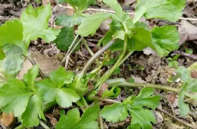 它应该是我隐居生涯中最爱吃的一种野菜了，既有香菜的味道，又有芹菜的味道，清香嫩滑