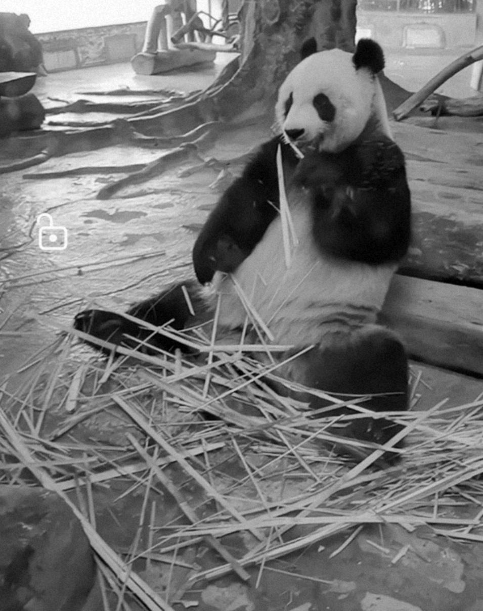 分享一张手机里的大熊猫照片在海南野生动植物园里，大熊猫“舜舜”正悠闲地抱着竹子，
