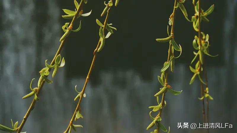 对联这玩意儿，真的很有魅力！先看看“柳临春气眠枝醒”，我对个“荷沐夏风睡叶舒”。