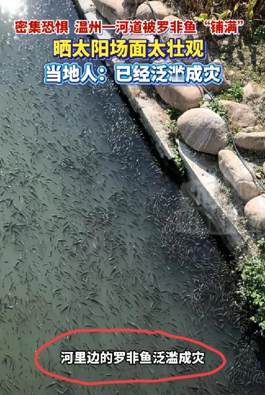 温州。网友爆料称他们那边一河道里面的罗非鱼泛滥成灾了。原因是:“他们这边不吃罗非