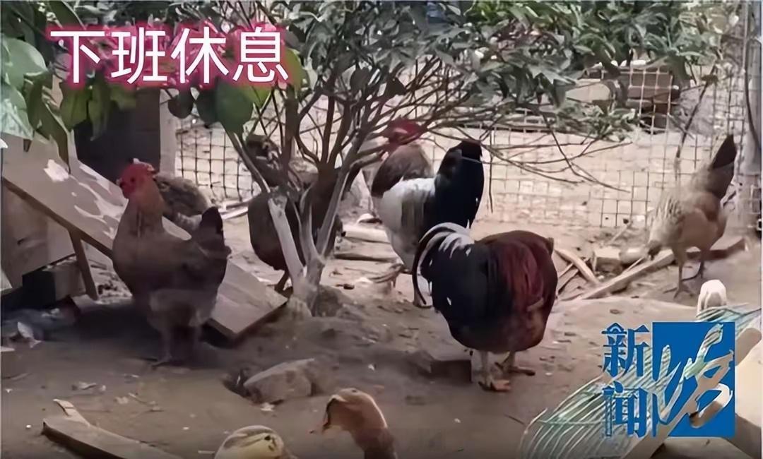这事情说大不大，说小也不小。根据规定，在非农村地区，居民是不允许饲养活禽的。邻居