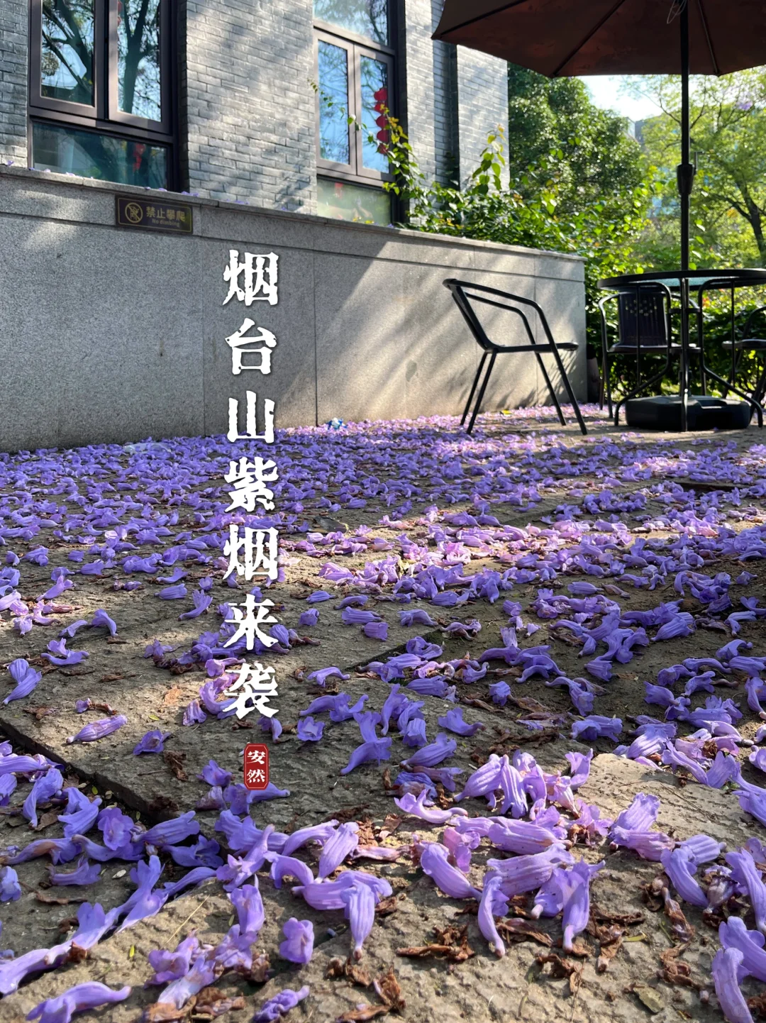 福州植物美图｜烟台山蓝花楹盛开，紫烟来袭！