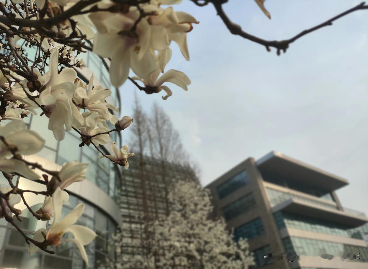 🌸花开的季节也是跑步的好季节🏃[呲牙]
 #春暖花开跑步见#