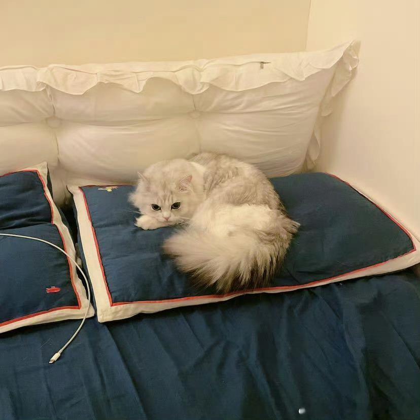 不丢[超话]我们小丢最爱睡妈妈枕头😺 ​​​