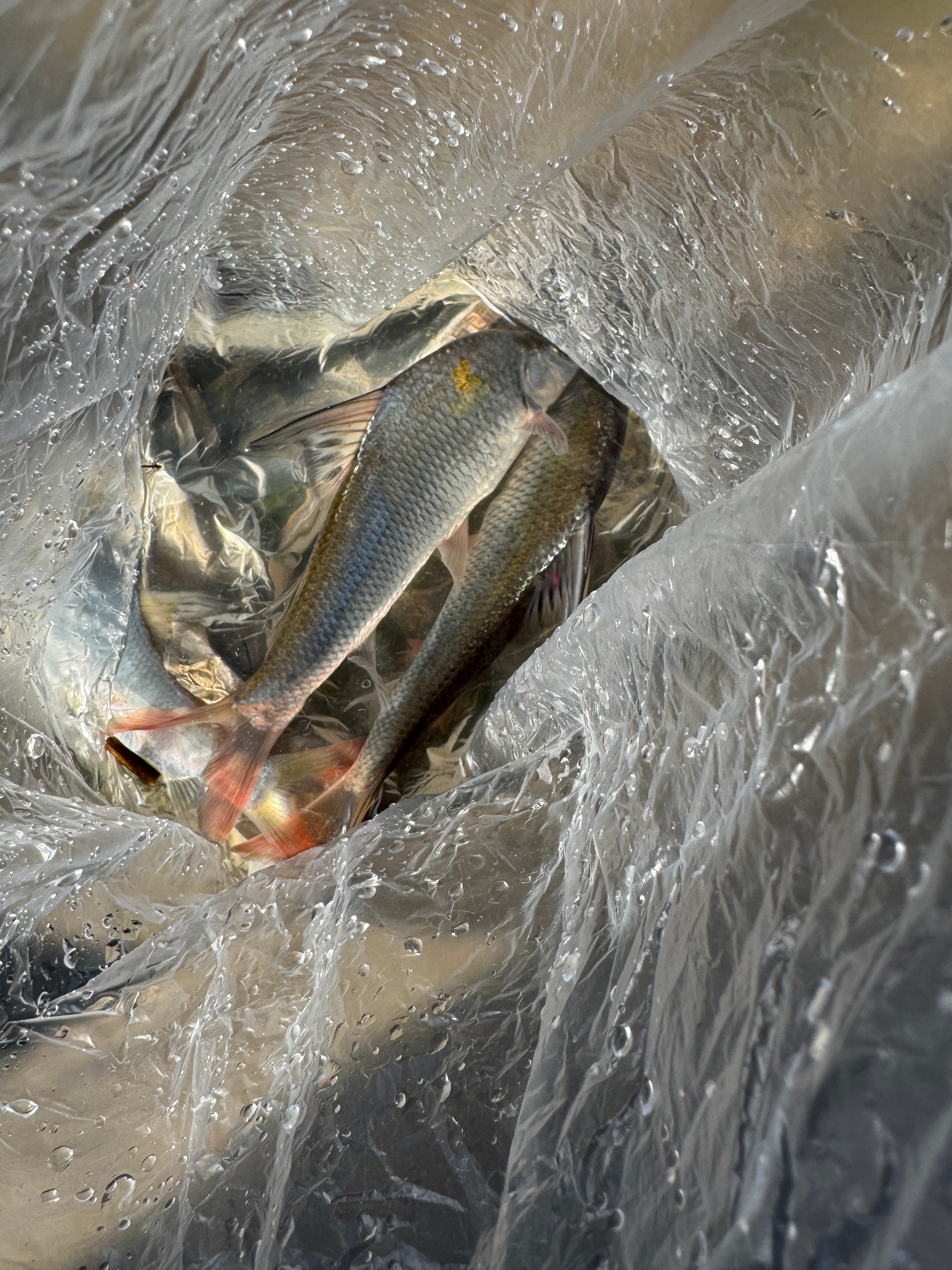 三条漂亮的红尾，寒潭清，晨光耀 武汉·东方夏威夷国际花园