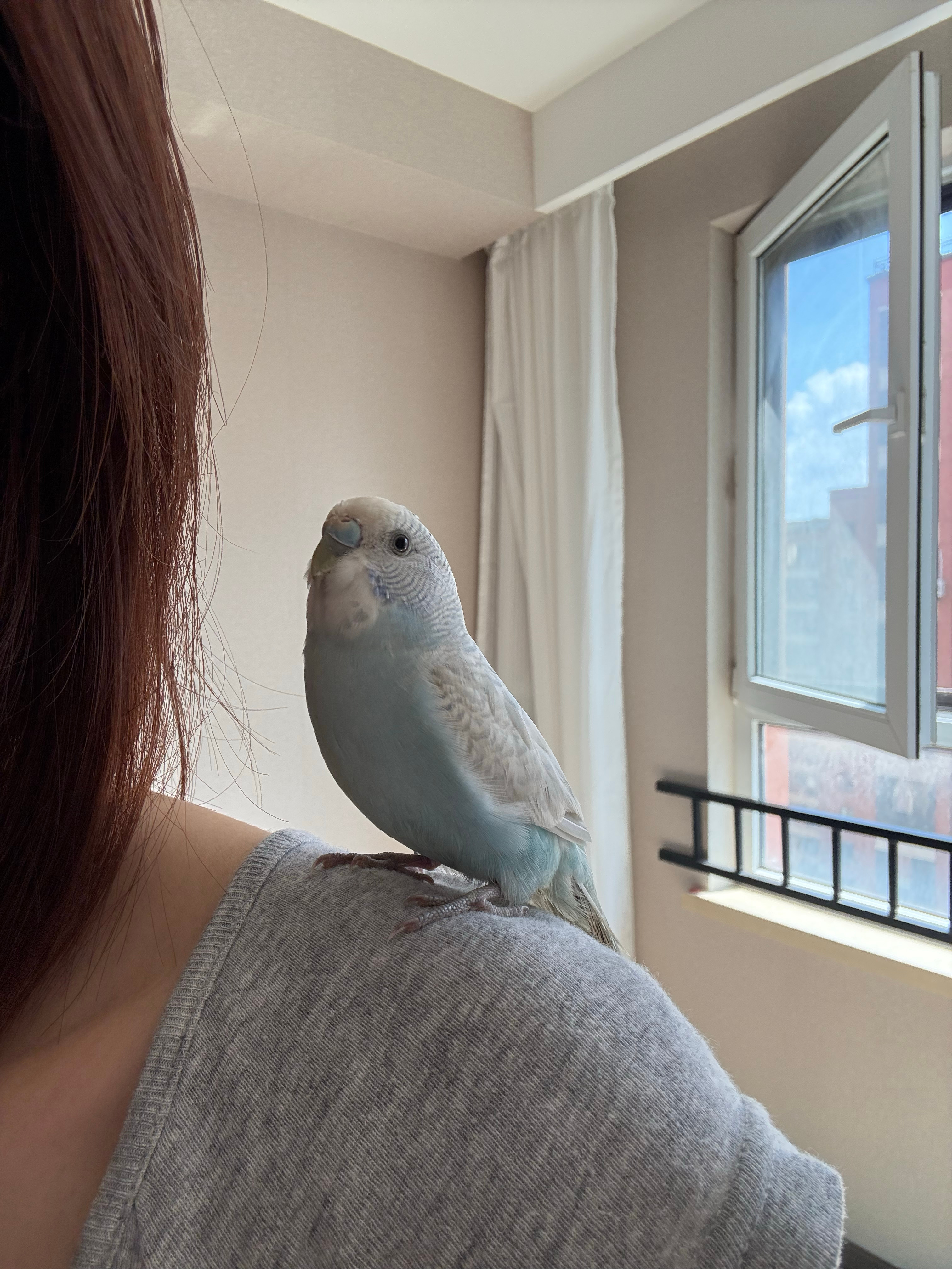 恭迎家庭新成员[求关注] ​​​