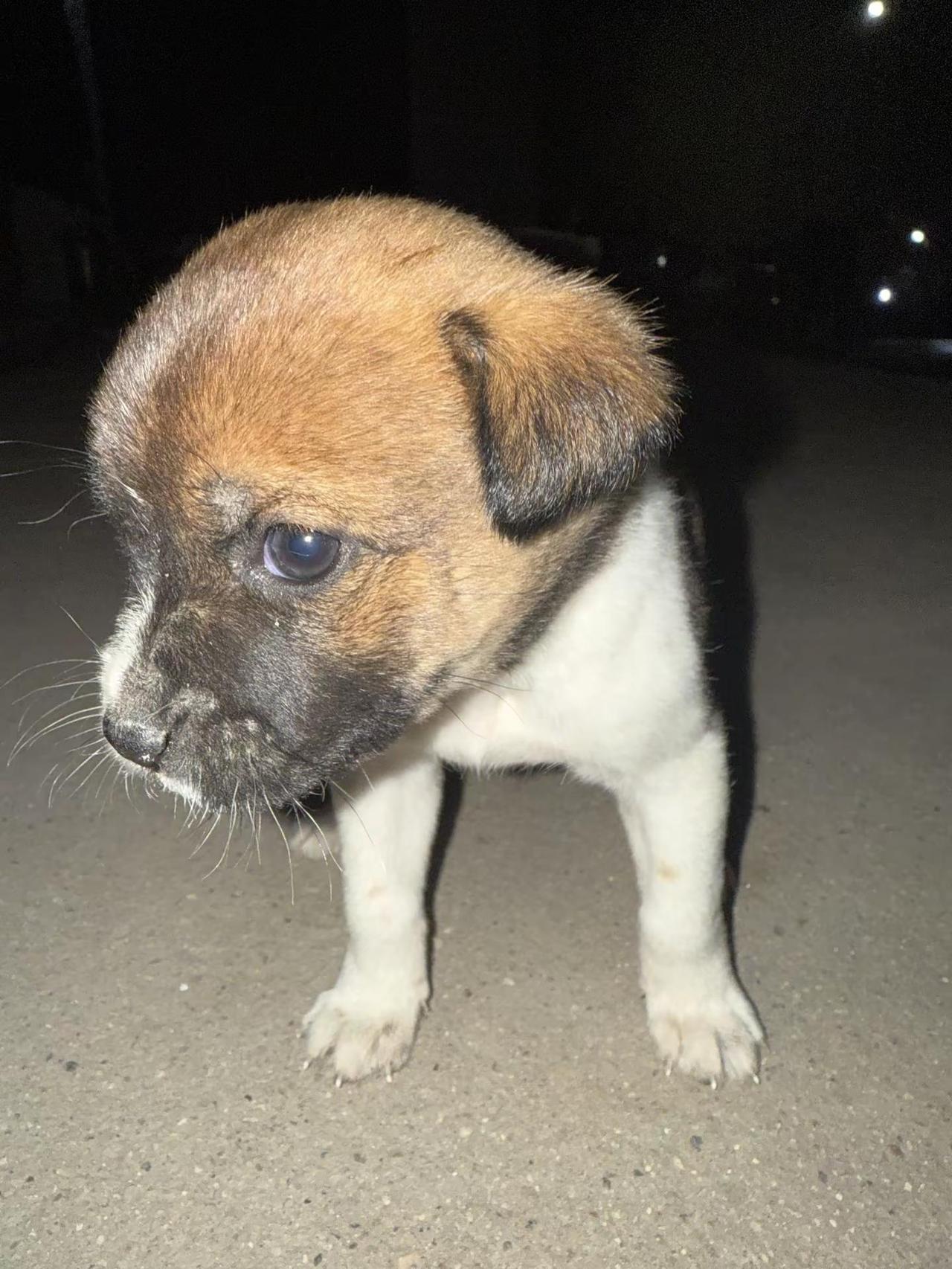 社会没有参天树 我叫笨哥你记住