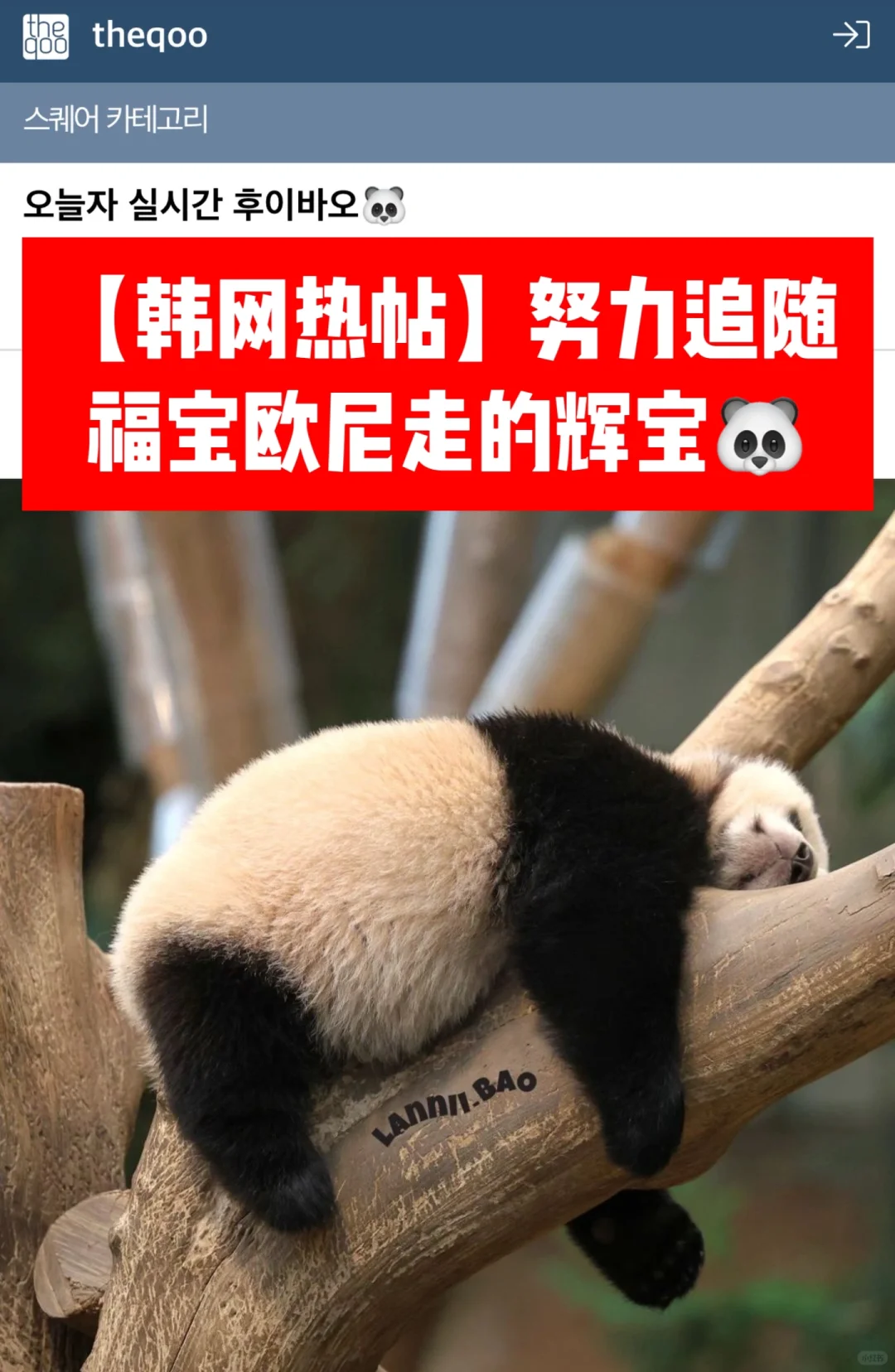 🔥韩网热帖｜正在努力追随福宝欧尼的辉宝🐼