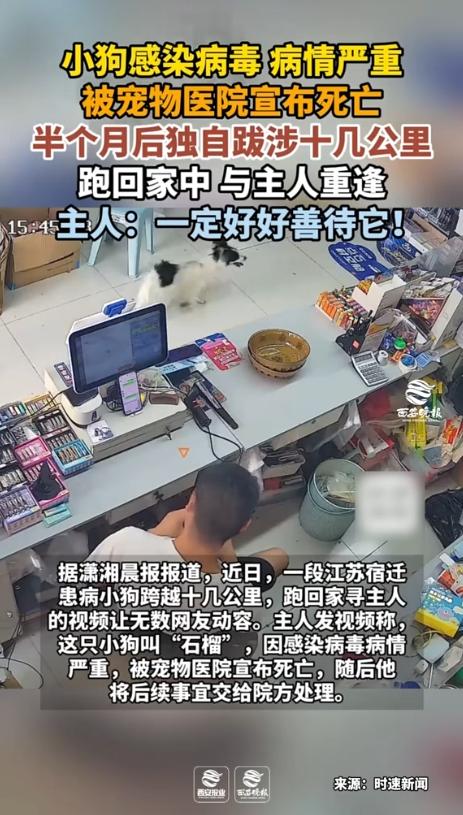 离谱！江苏宿迁，一小狗因感染细小病毒被宠物医院宣告死亡，主人悲痛之余将后续事宜全