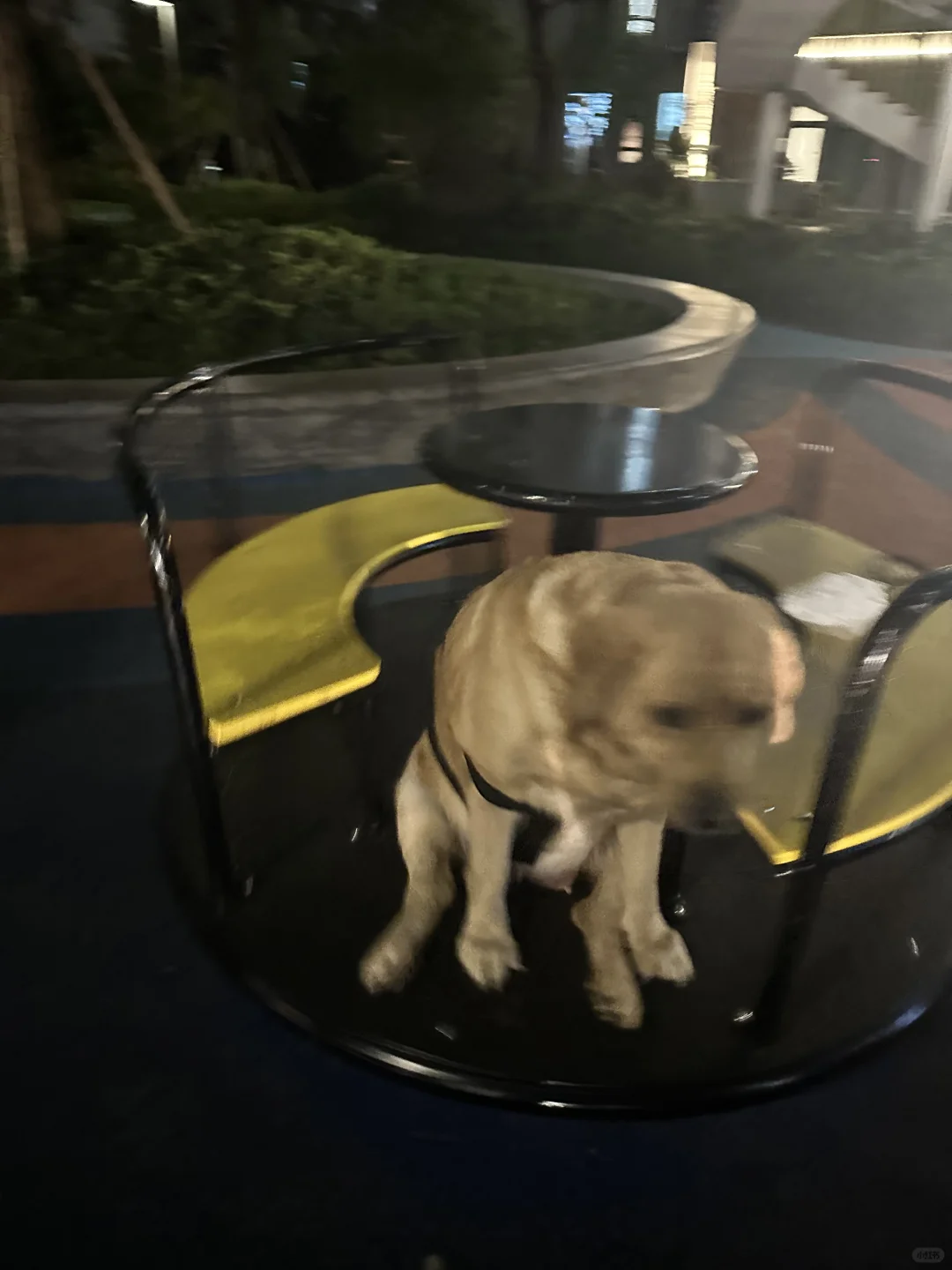 怎么合理的提醒小狗，她不是人类