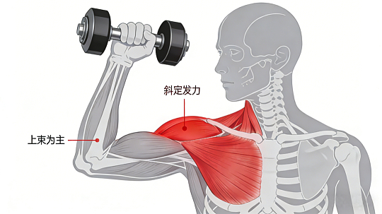 正确沉肩沉的是斜方肌真正标准沉肩，不是下压肩膀，而是放松下沉紧张高耸的上斜方肌，