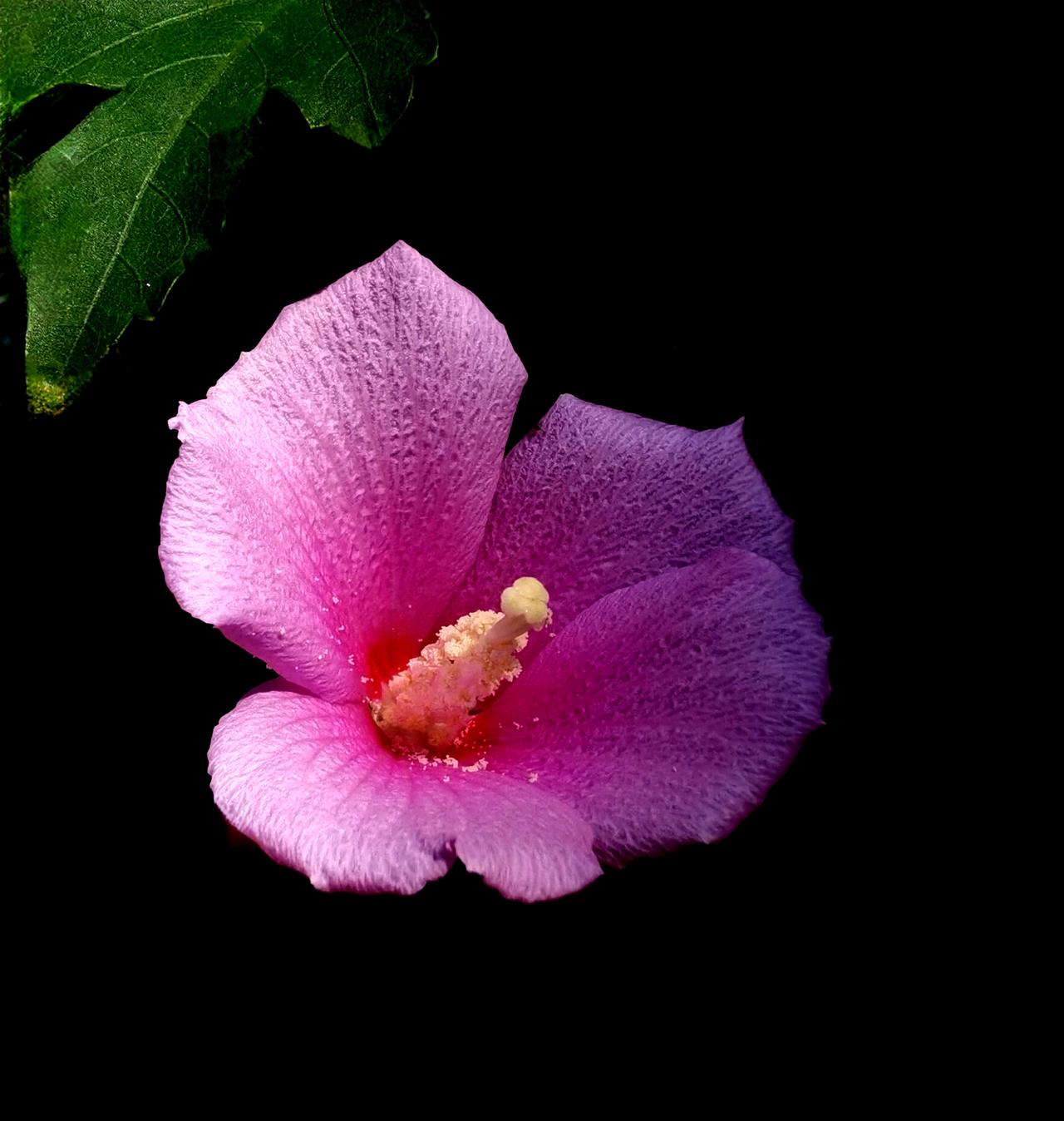 木槿花