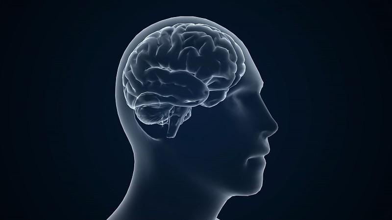 人类的大脑,为啥这么发达?  人类大脑为何如此发达？这要从进化谈起。在漫长的进化