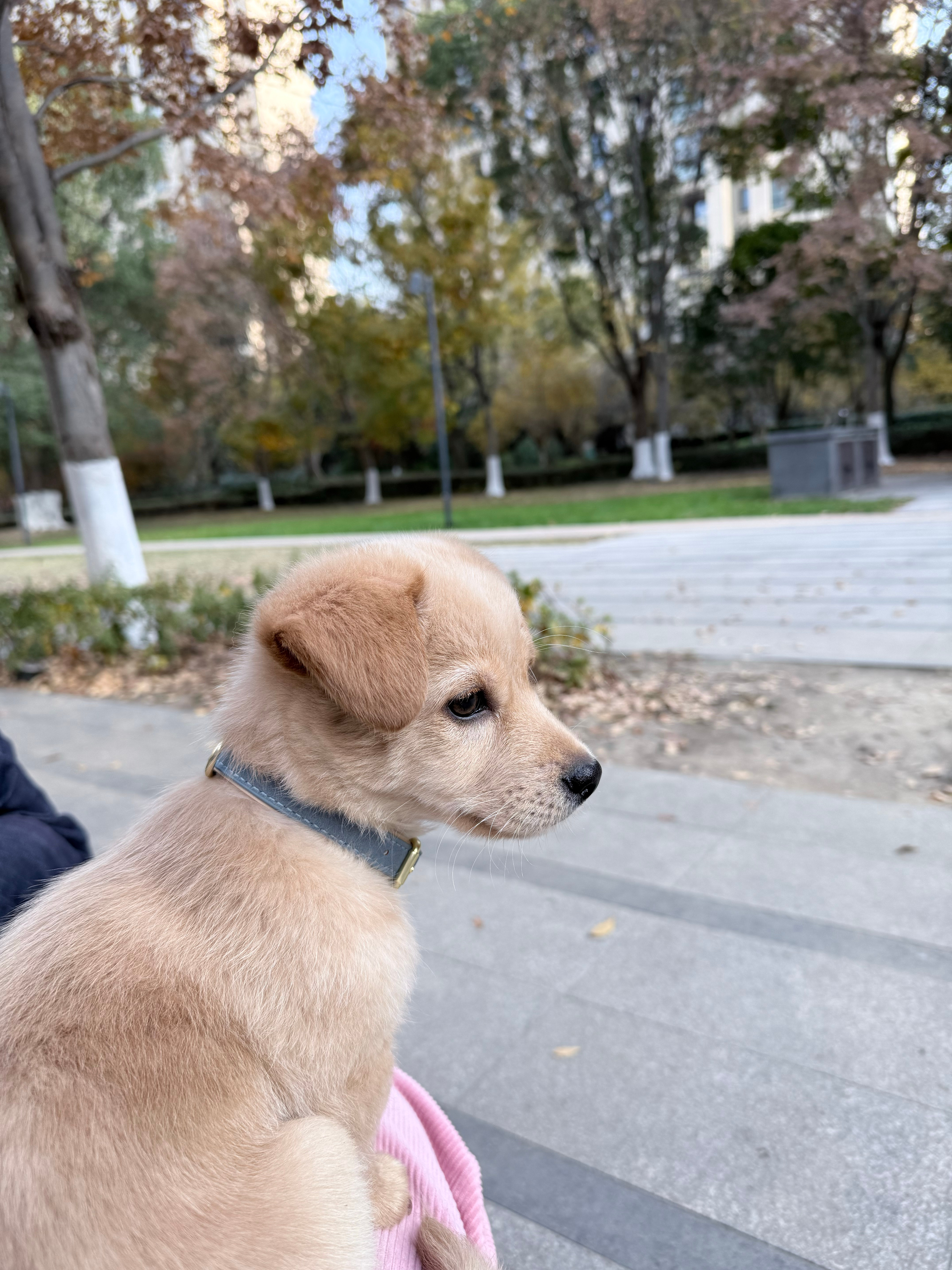 模仿学习，强化学习，scaling law，数据闭环，涌现时刻，养狗之后，这些概