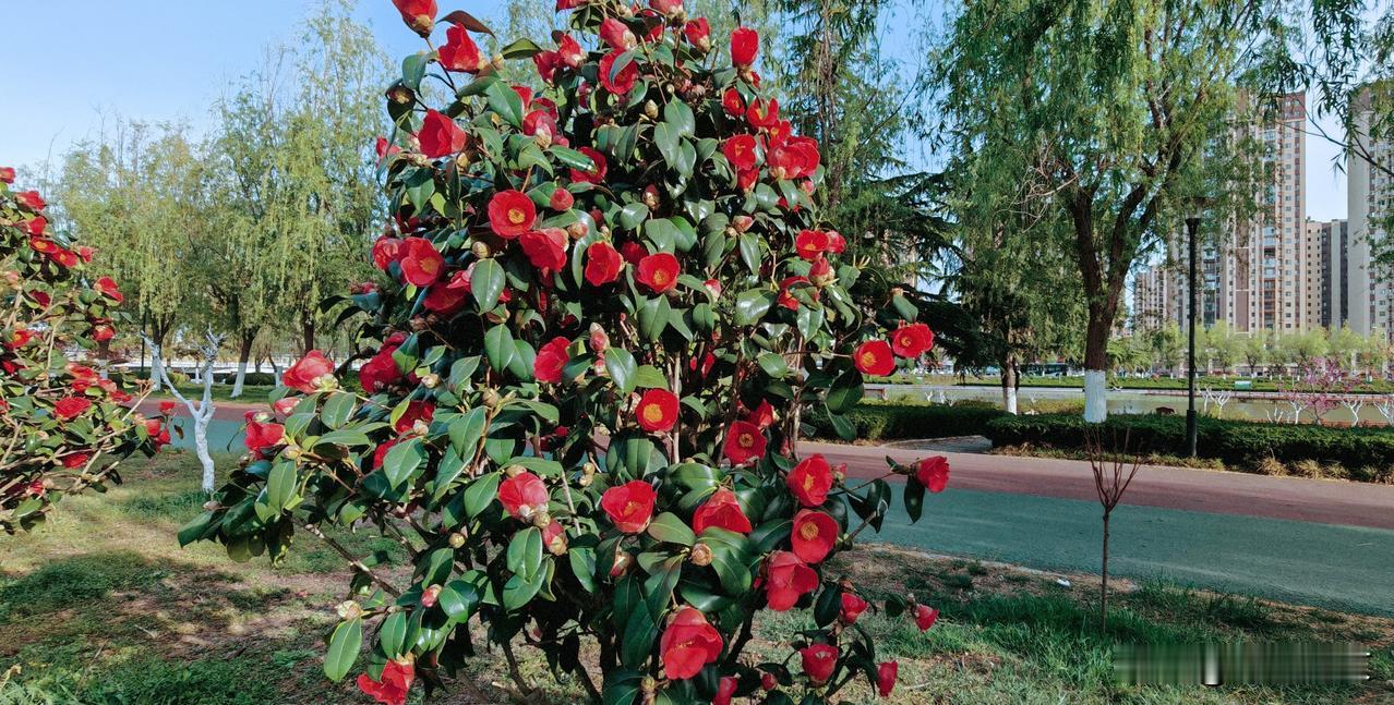 晒图笔记大赛山茶花红艳艳、沉甸甸地开在枝头，花瓣层层叠叠，像把整个春天都收拢在掌