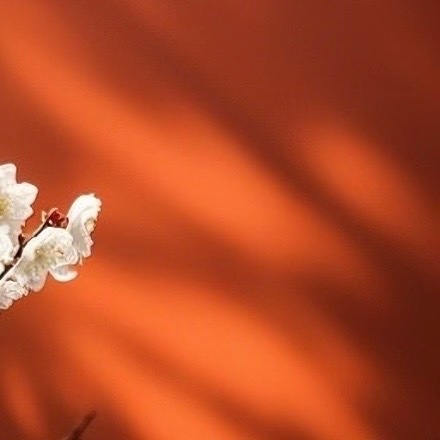 0000梅花种植方法：1. 阳光充足：梅花喜欢温暖、阳光充足的环境，在栽培植株时