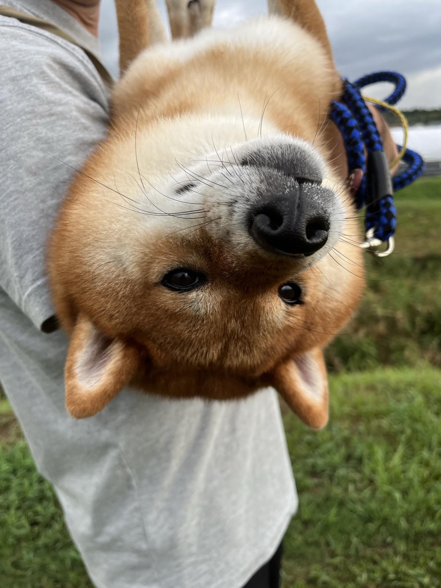 又是耍赖成功的一天