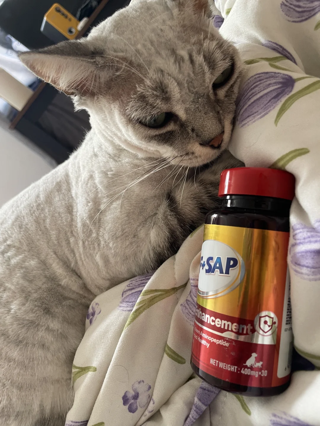 养猫家庭必备牛脾乳铁