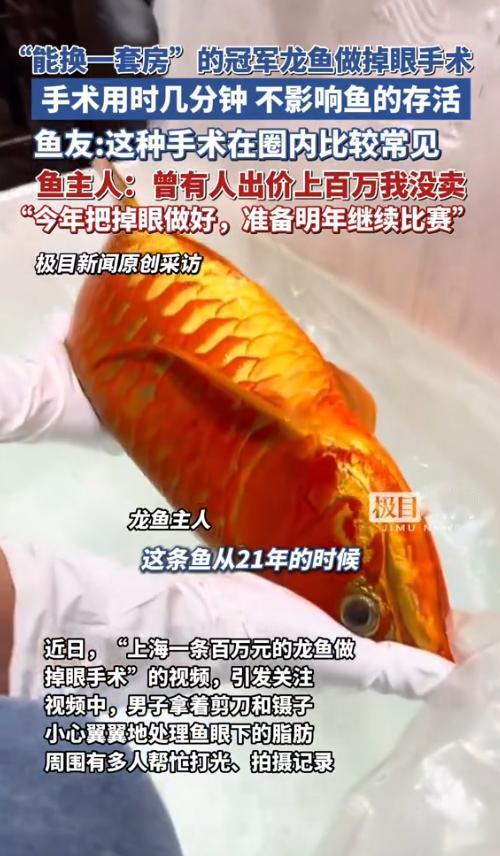 “这才是有钱任性啊！”2025年，上海，一男子为了让自己的鱼不变丑，花钱找人做手