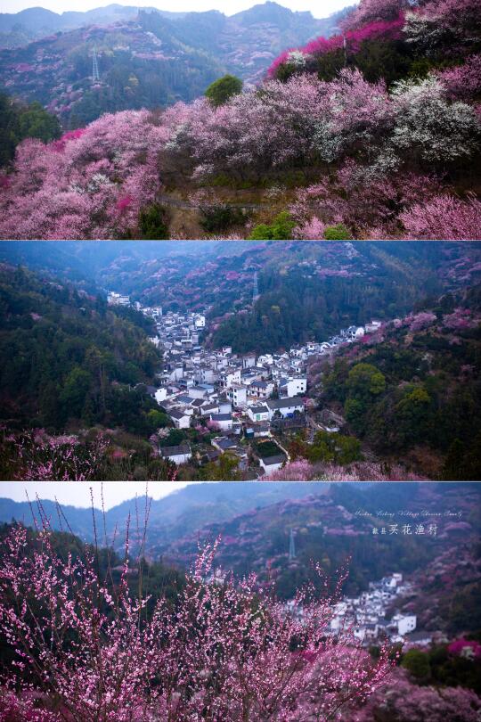 卖花渔村|Buy Flowers Fishing Village