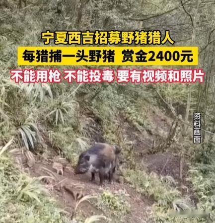 9月23号那天，宁夏的西吉县干了一件挺新鲜的事儿——他们公开招募“野猪猎人”了！