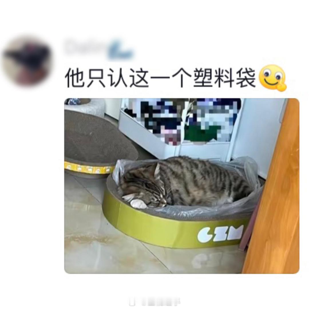 小猫咪也有自己的阿贝贝[喵喵]#遇见春天# ​​​