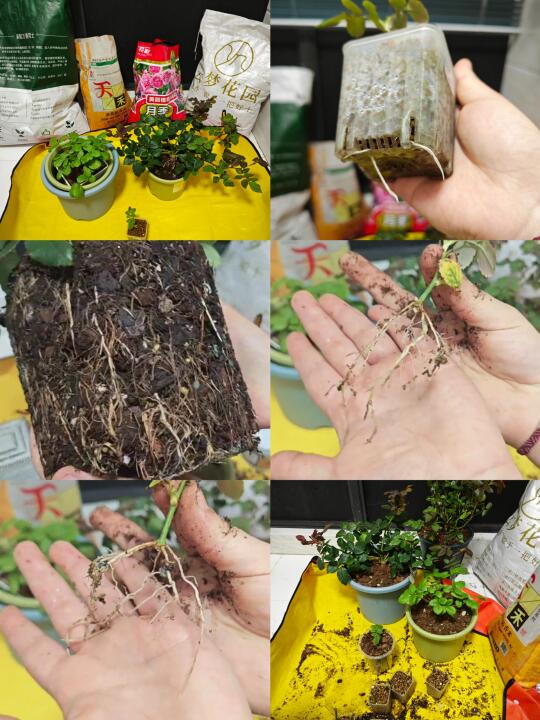 约定假植，约定换盆，杭州草莓种子卡换盆
